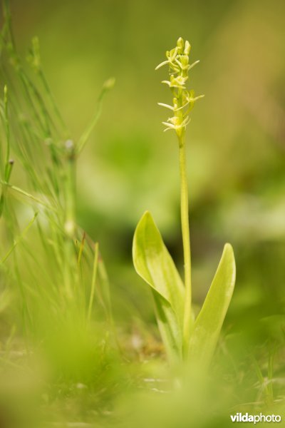 Groenknolorchis