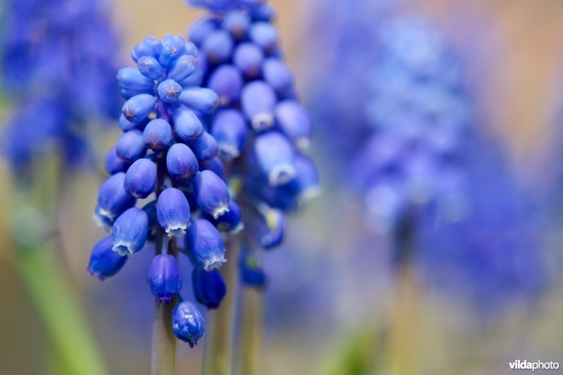 Blauwe druifjes