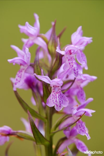 Vleeskleurige orchis