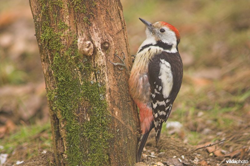 Middelste bonte specht