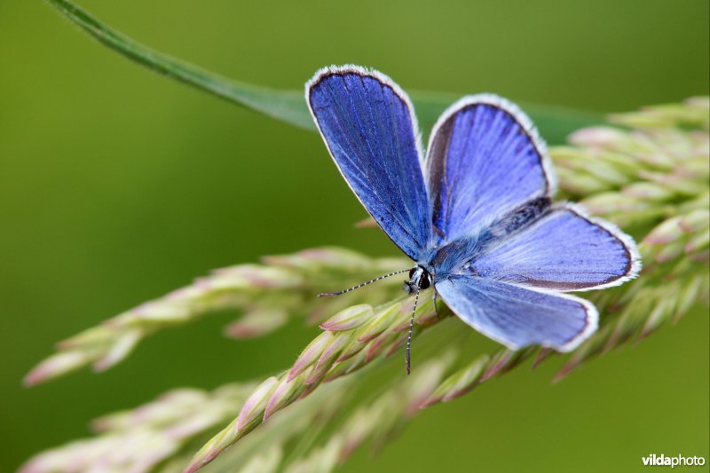 Kroonkruidblauwtje