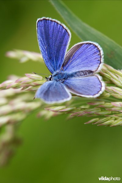 Kroonkruidblauwtje