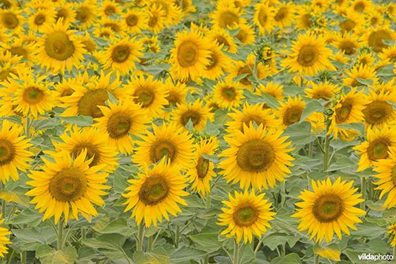 Veld Zonnebloemen