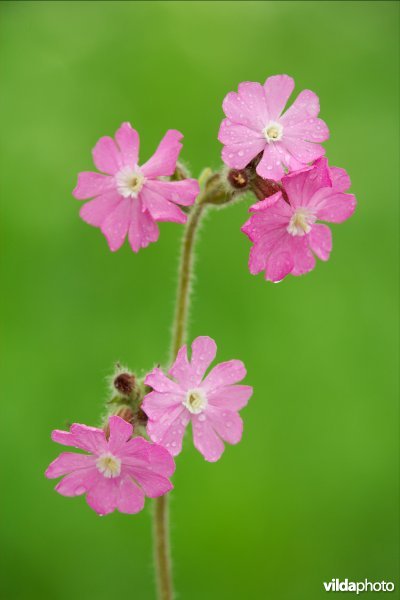 Dagkoekoeksbloem