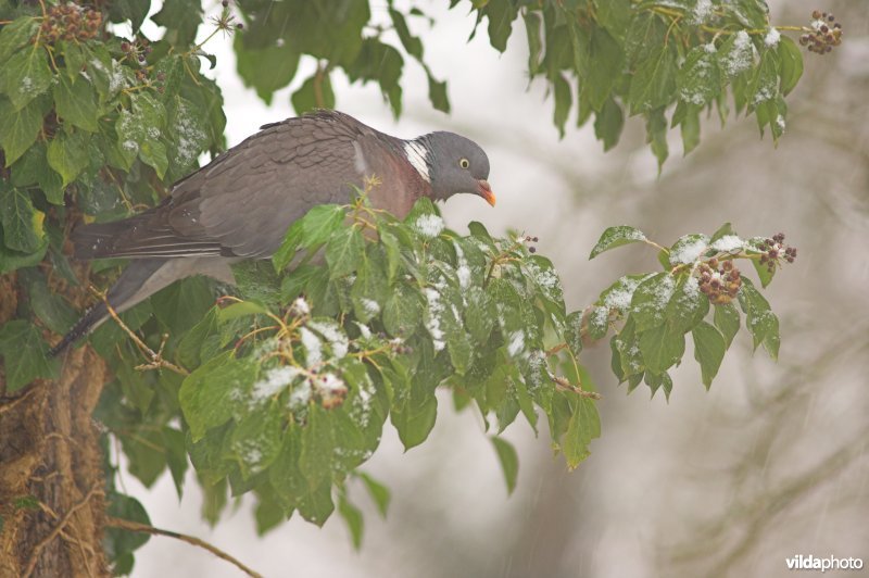 Houtduif eet besjes van Klimop