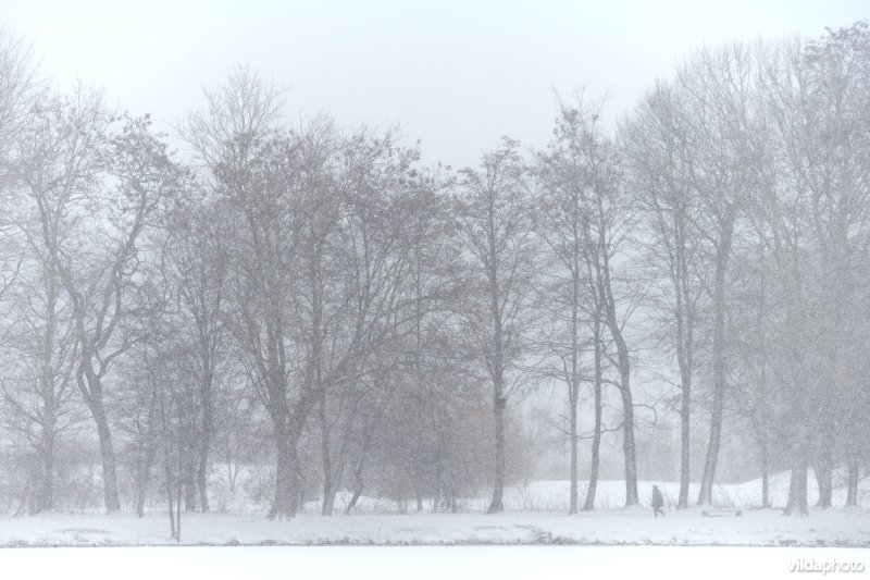 Besneeuwd stadspark