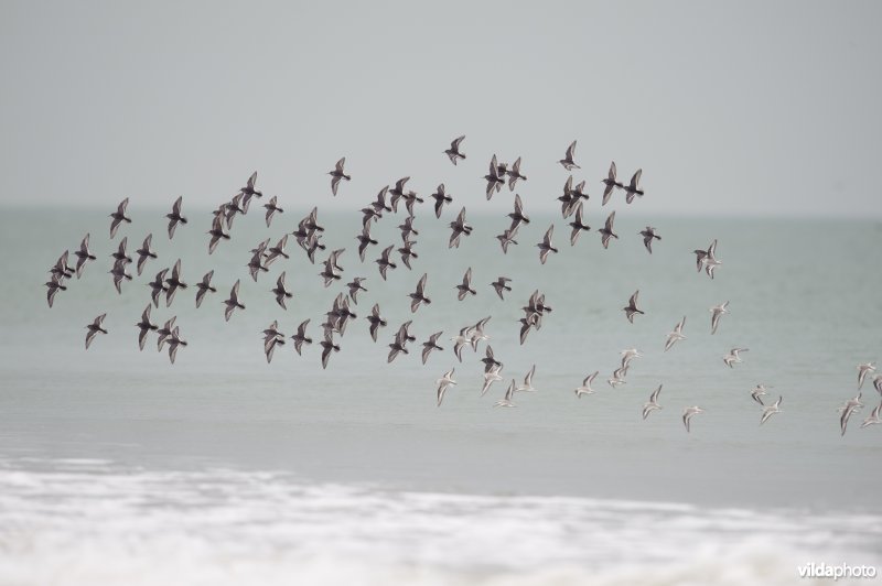 Een vlucht paarse strandlopers en drieteenstrandlopers