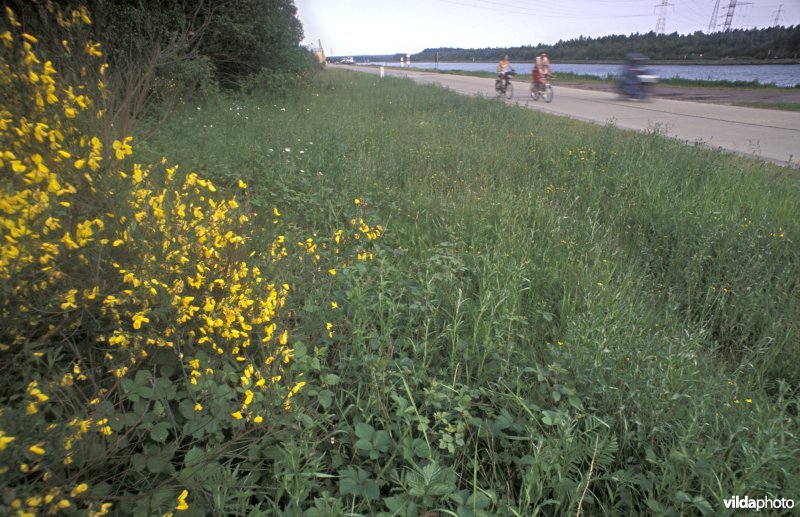 Berm van het Albertkanaal in Zutendaal