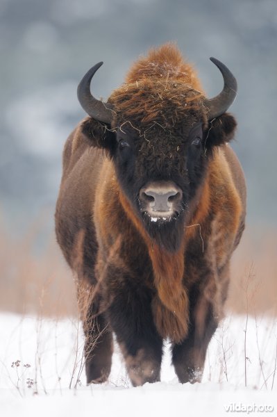 Wisent