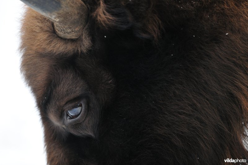 Wisent