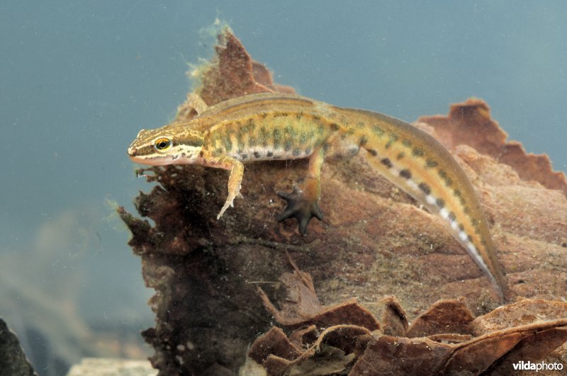 Vinpootsalamander