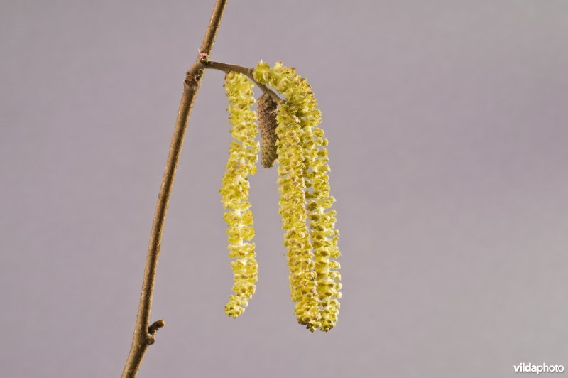 Twijg met bloemen van Hazelaar