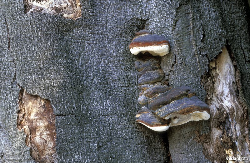 waslakzwam in plantentuin Meise