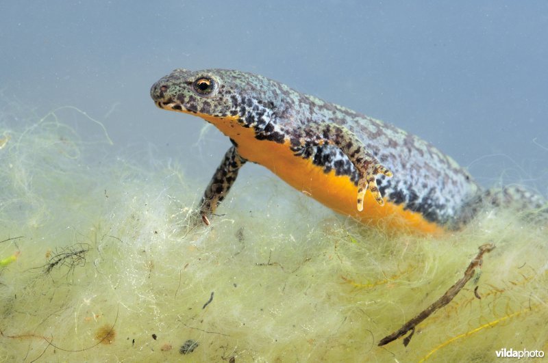 Alpenwatersalamander