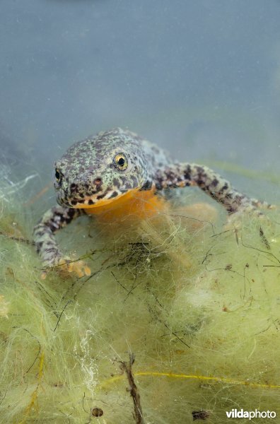 Alpenwatersalamander