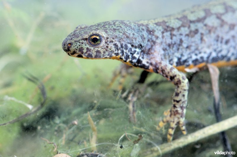 Alpenwatersalamander