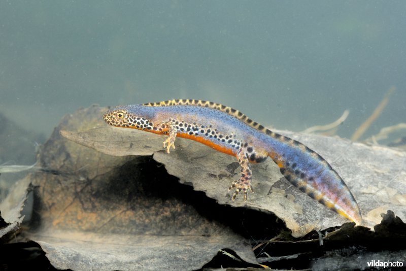 Alpenwatersalamander