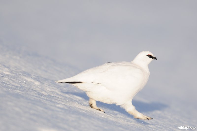 Alpensneeuwhoen