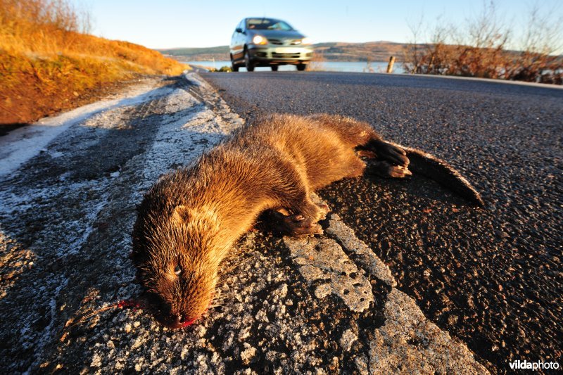 Otter als verkeerslachtoffer