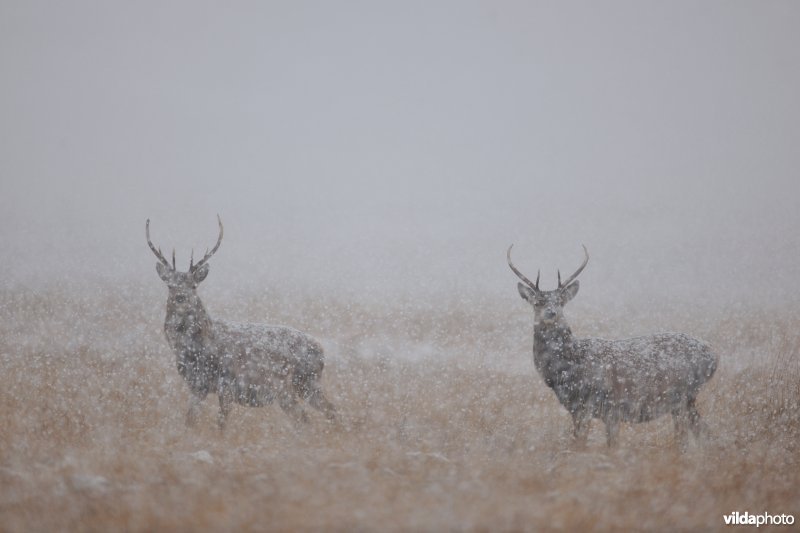 Edelherten in een sneeuwbui
