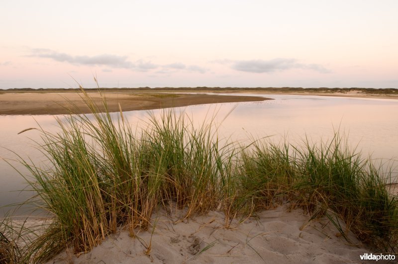 Een duintop met helmgras in de Slufter op Texel