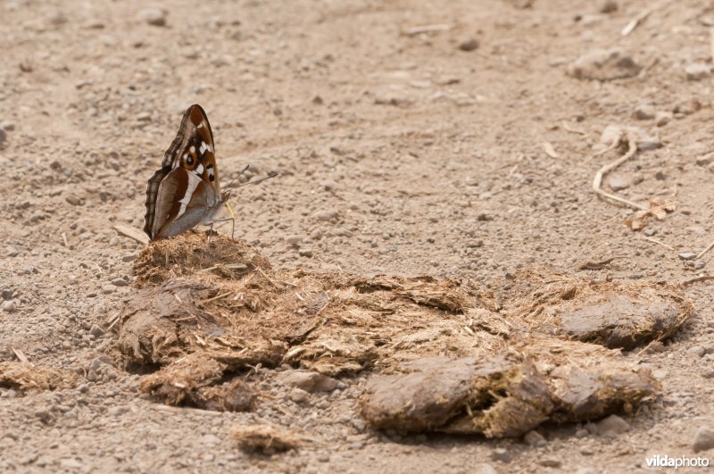 Grote weerschijnvlinder
