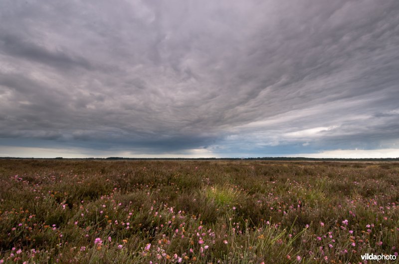 Uitgestrekte dopheidevelden op het Dwingelderveld