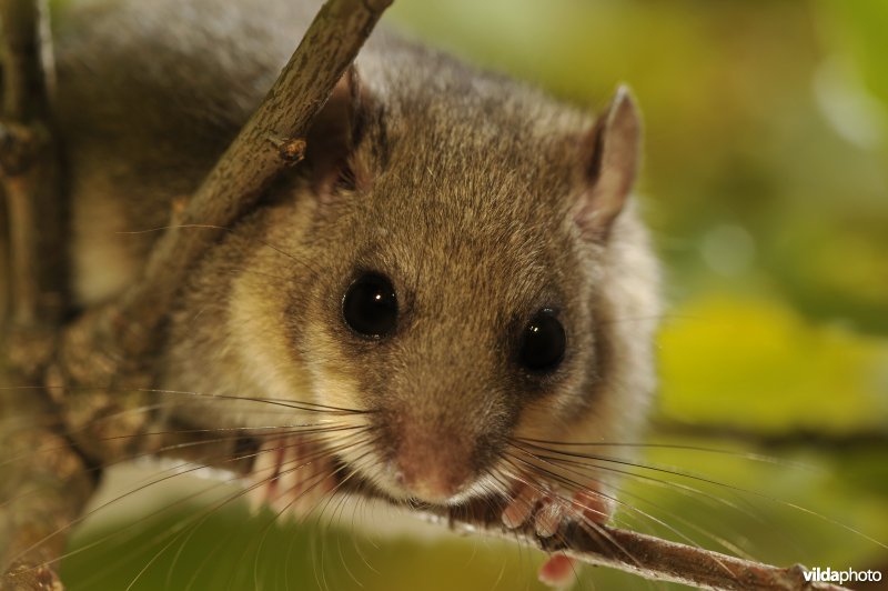 Relmuis in een oude eik.