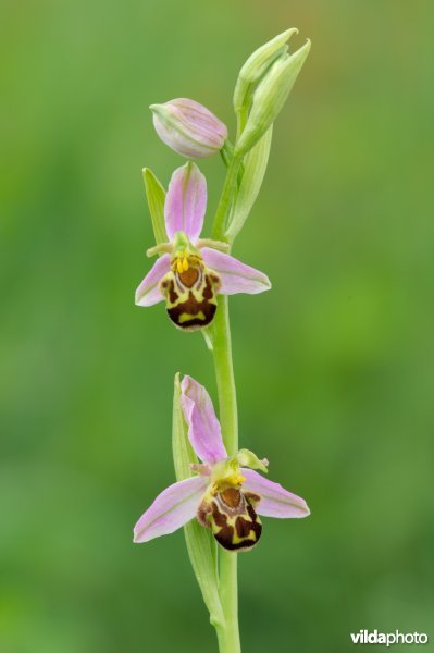 Bijenorchis