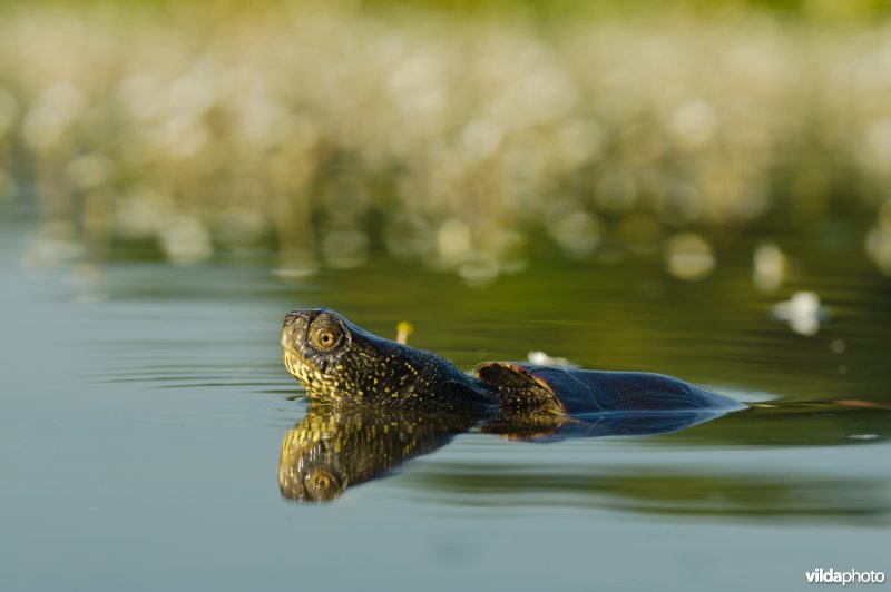 Portret van een moerasschildpad