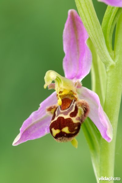 Bloem van Bijenorchis