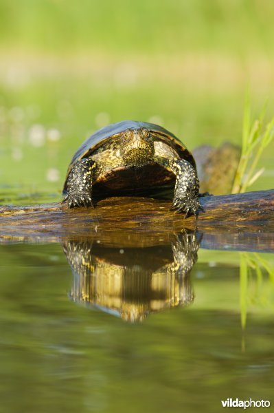 Portret van een moerasschildpad