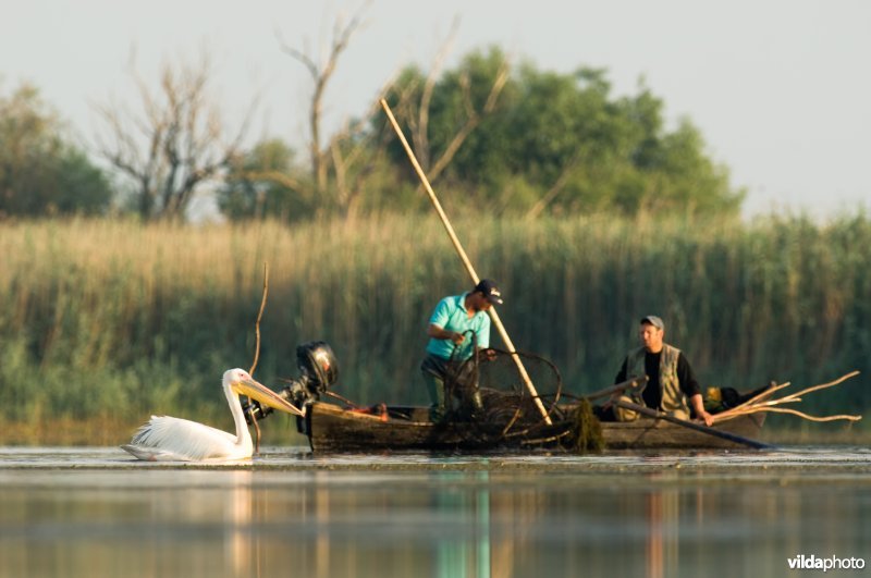 Pelikaan en Roemeense vissers