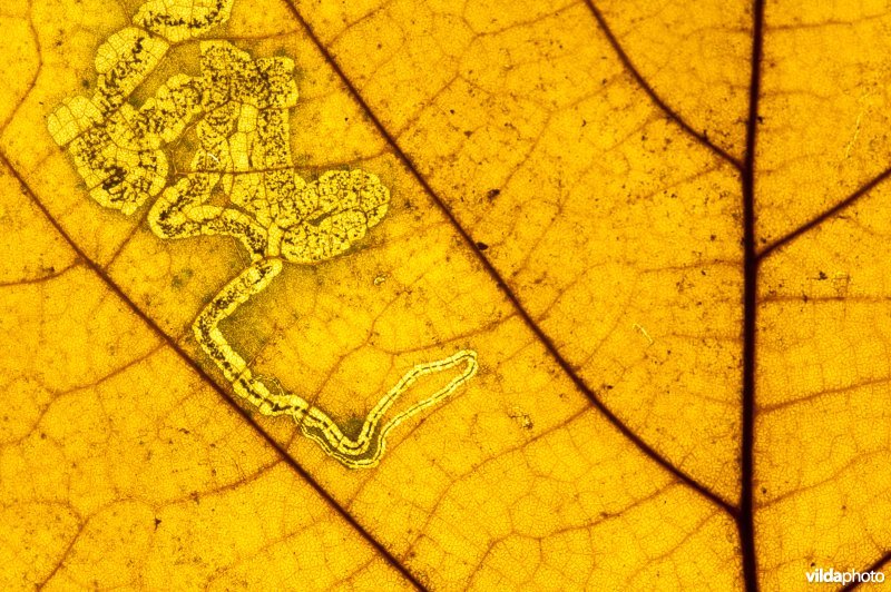 Paardekastanjemineermot