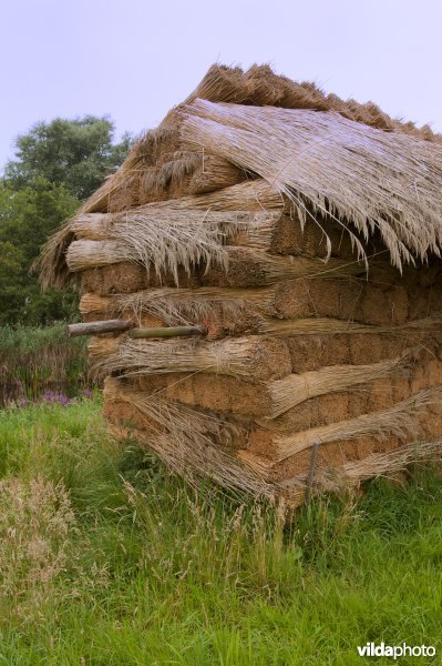 Gestapeld riet in de Weerribben