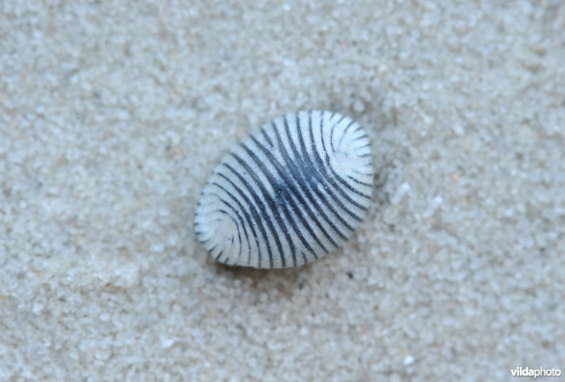 Ongevlekt koffieboontje