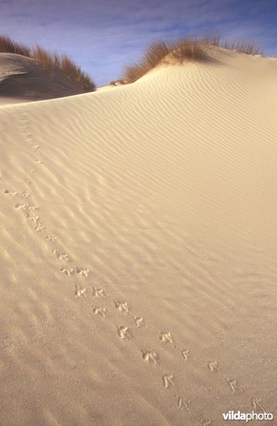 Zandsporen in de duinen