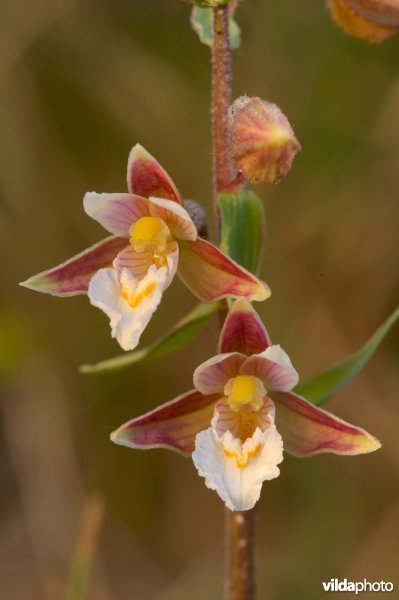 Moeraswespenorchis