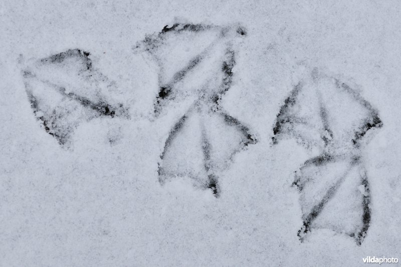 Pootafdrukken van Kokmeeuwen in de sneeuw