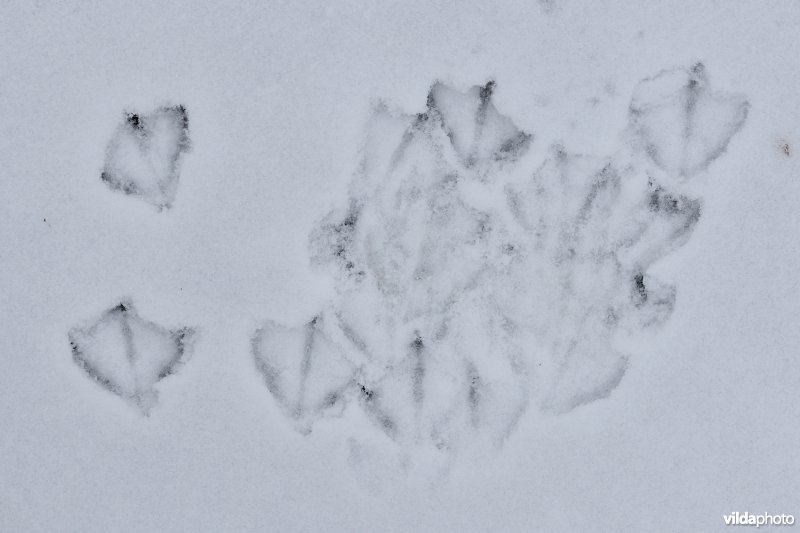 Pootafdrukken van Kokmeeuwen in de sneeuw