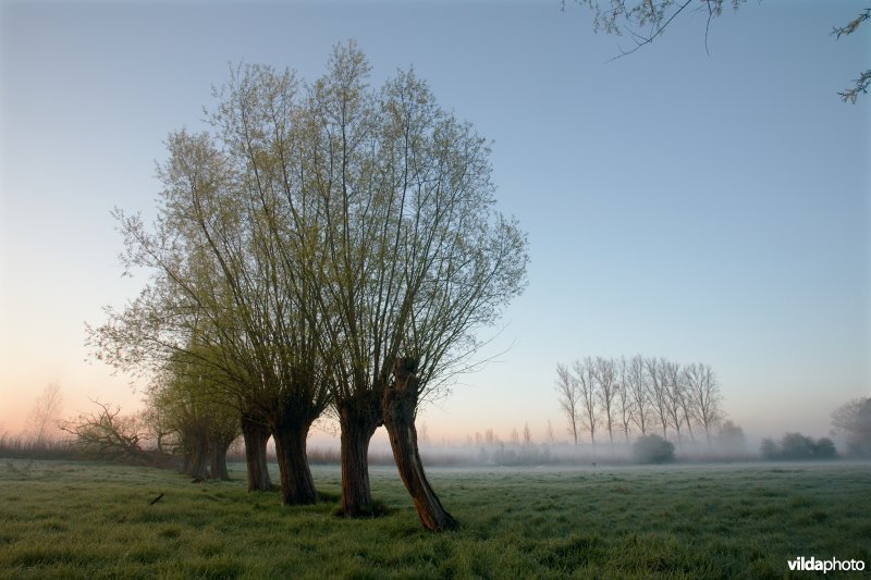 Knotwilgenrij is de ochtend