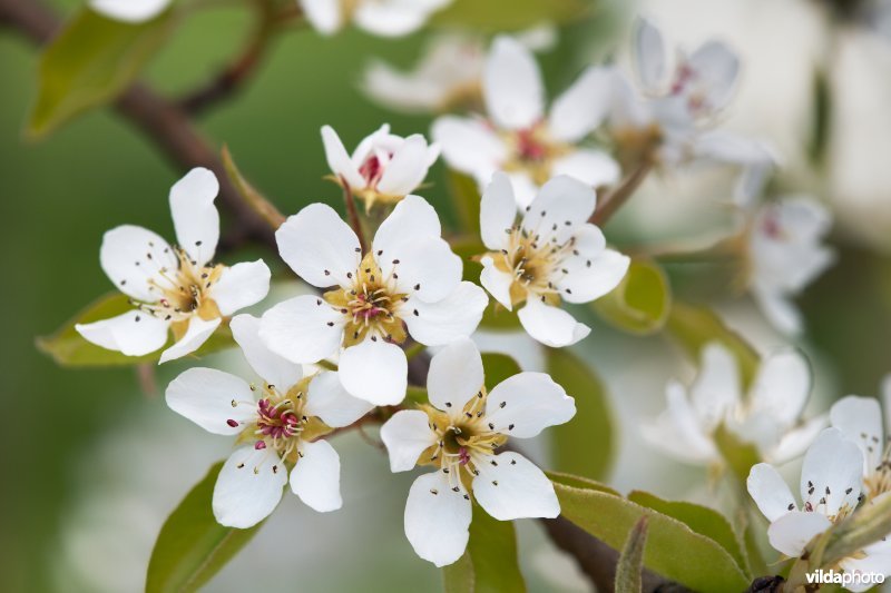 Perenbloesems