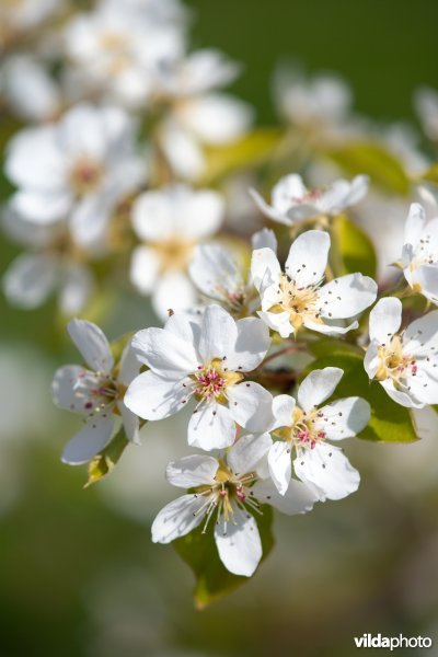 Perenbloesems