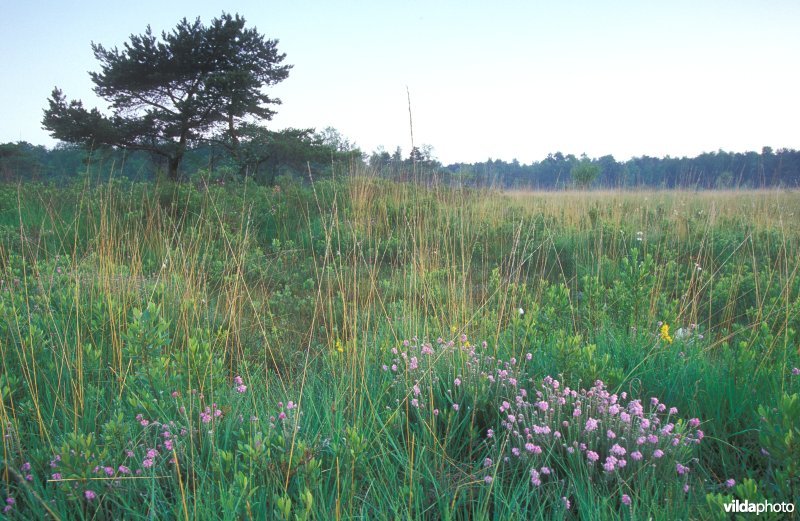 Natuurreservaat Buitengoor