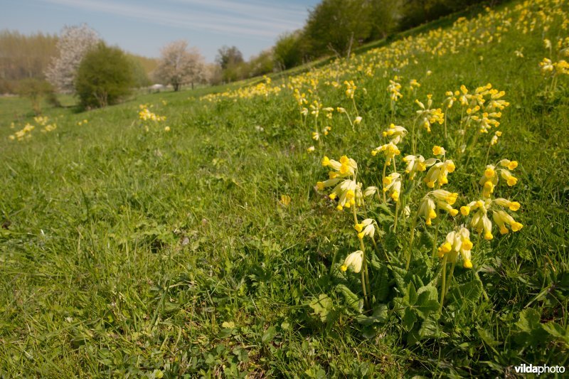 Kalkrijk schraal grasland