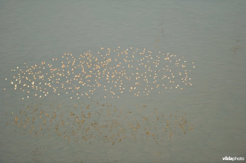 Groep Drieteenstrandlopers