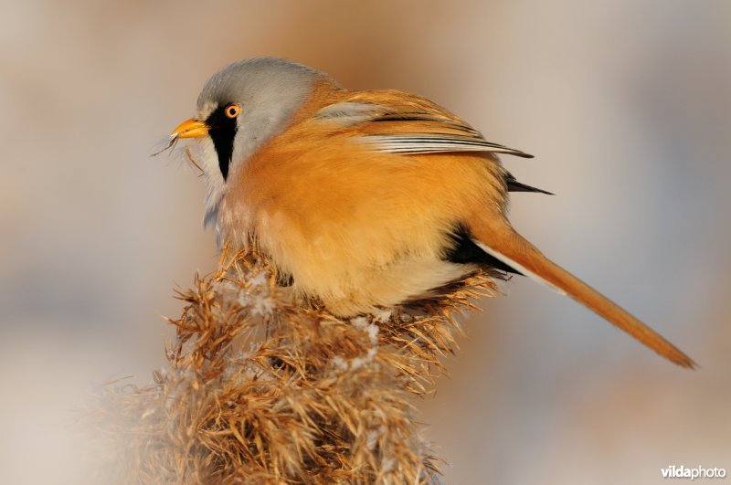 Baardmannetje in berijpte rietkraag