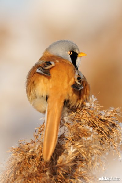 Baardmannetje in berijpte rietkraag
