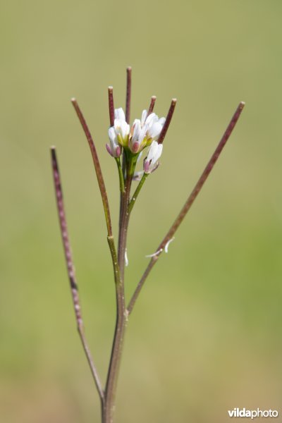 Kleine veldkers