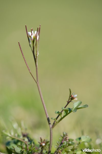 Kleine veldkers